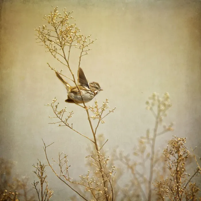 Framed Print : Song sparrow Framed Print : Song sparrow