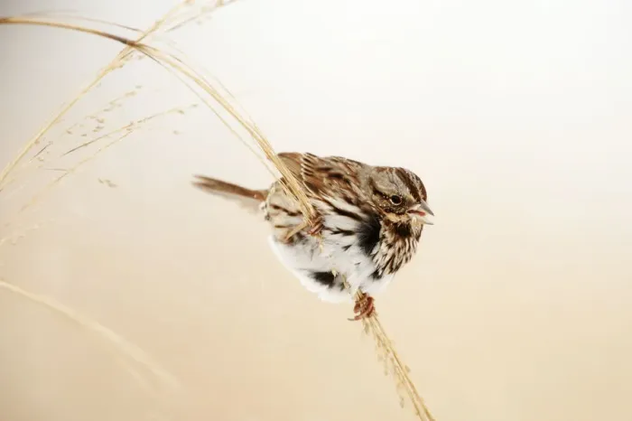 Framed Print : Song sparrow in winter grassland habitat