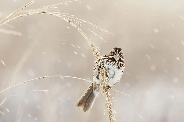 Song sparrow in winter snow squall