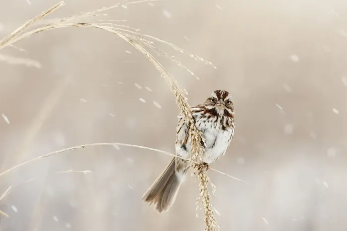 Framed Print : Song sparrow in winter snow squall Framed Print : Song sparrow in winter snow squall