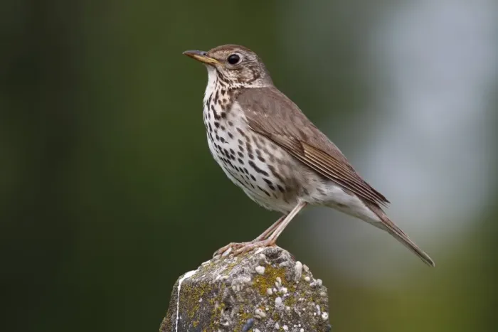 Framed Print : Song Thrush -Turdus philomelos-, perched on stone pillar, Lake Neusiedl, Burgenland, Austria, Europe Framed Print : Song Thrush -Turdus philomelos-, perched on stone pillar, Lake Neusiedl, Burgenland, Austria, Europe