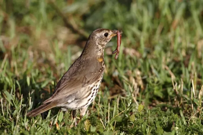 Framed Print : Song Thrush -Turdus philomelos- with earthworm in beak, Lake Neusiedl, Burgenland, Austria, Europe Framed Print : Song Thrush -Turdus philomelos- with earthworm in beak, Lake Neusiedl, Burgenland, Austria, Europe