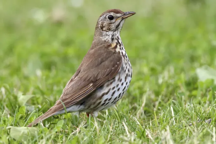 Framed Print : Song Thrush -Turdus philomelos- standing on a mown lawn, Lake Neusiedl, Burgenland, Austria, Europe Framed Print : Song Thrush -Turdus philomelos- standing on a mown lawn, Lake Neusiedl, Burgenland, Austria, Europe