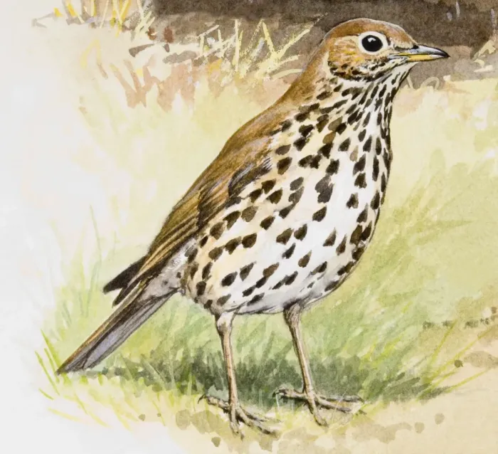 Framed Print : Song thrush (Turdus philomelos), standing, side view Framed Print : Song thrush (Turdus philomelos), standing, side view