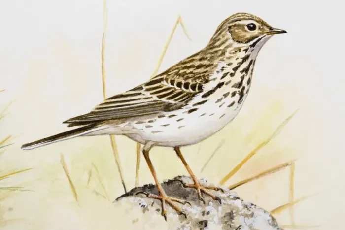 Framed Print : Song thrush (Turdus philomelos), side view Framed Print : Song thrush (Turdus philomelos), side view