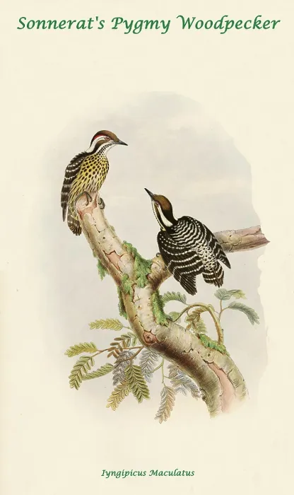 Framed Print : Sonnerat's Pygmy Woodpecker Framed Print : Sonnerat's Pygmy Woodpecker