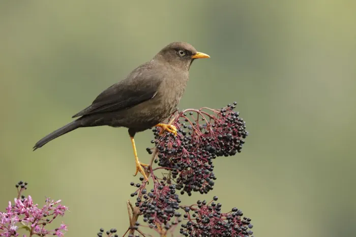 Framed Print : Sooty Thrush Framed Print : Sooty Thrush