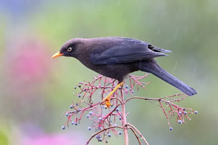Framed Print : Sooty Thrush (Turdus nigrescens), Costa Rica Framed Print : Sooty Thrush (Turdus nigrescens), Costa Rica