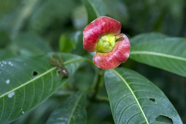 Sore-mouth bush -Psychotria poeppigiana, Cephalis tomentosa-, Monteverde, Puntarenas Province, Costa Rica, Central America