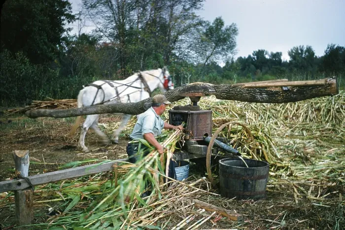 Framed Print : Sorghum Harvest Framed Print : Sorghum Harvest