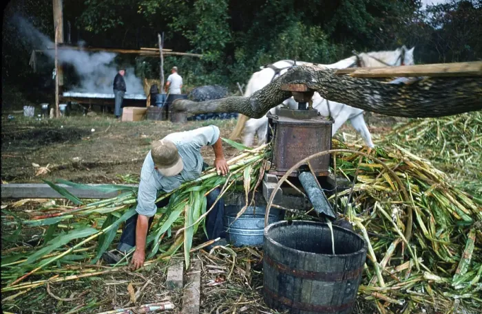 Framed Print : Sorghum Harvest Framed Print : Sorghum Harvest