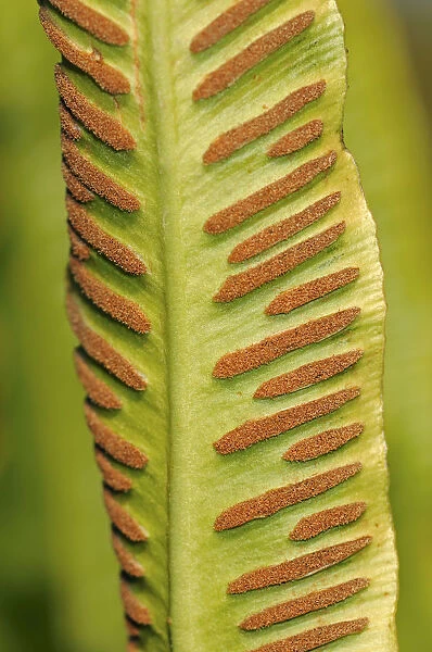 Sori on the bottom side of a fern frond, Harts-tongue Fern -Asplenium scolopendrium-, Europe