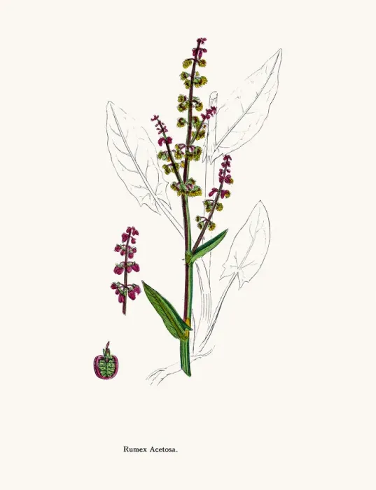 Framed Print : Sorrel. Digitally restored image of an original antique illustration by