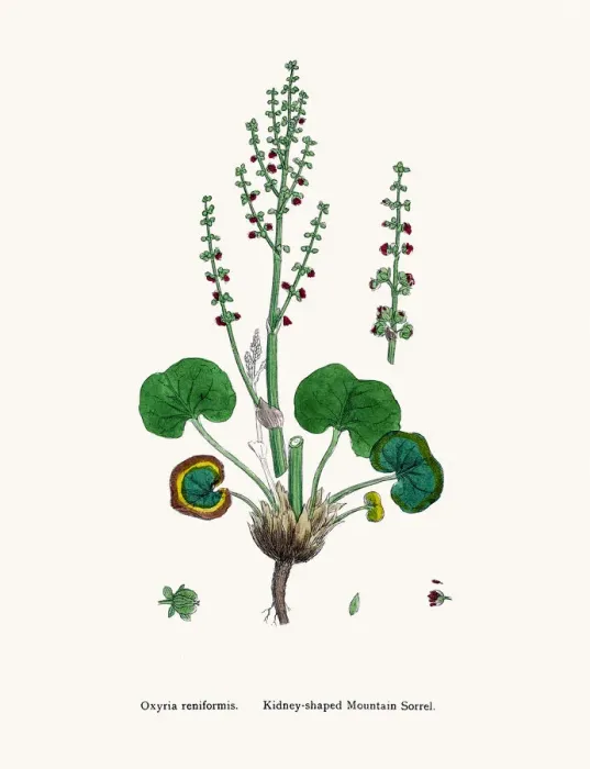 Framed Print : Sorrel. Digitally restored image of an original antique illustration by