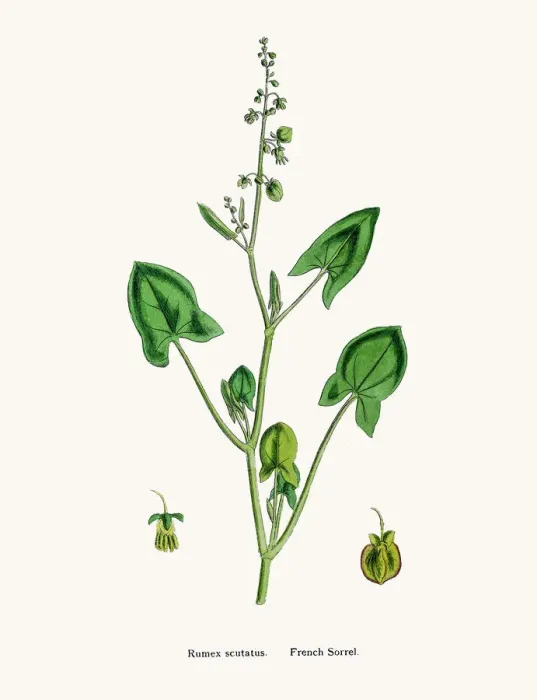 Framed Print : Sorrel. Digitally restored image of an original antique illustration by