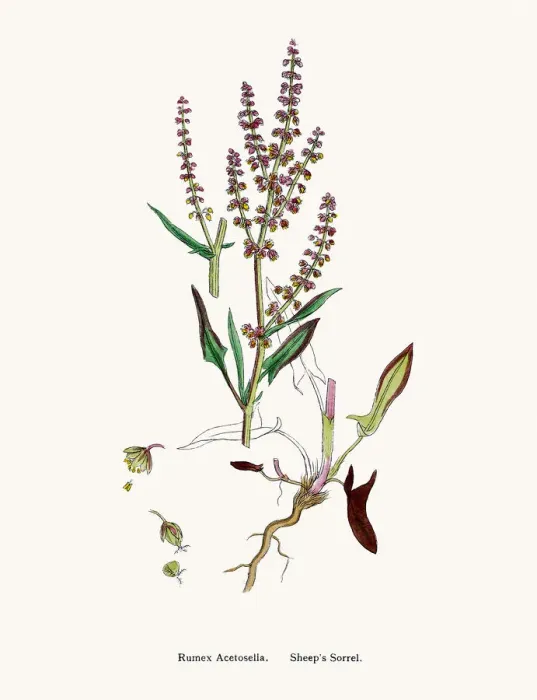Framed Print : Sorrel. Digitally restored image of an original antique illustration by