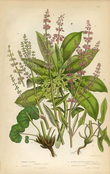 Sorrel, Spurge, Laurel, Wood Sorrel, Buckwheat, Victorian Botanical Illustration