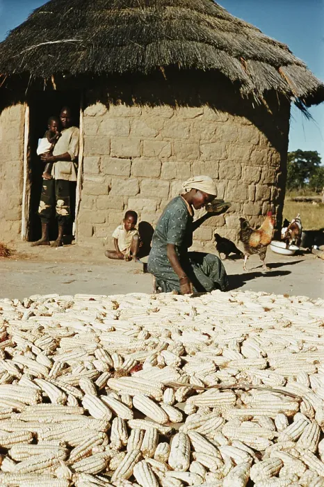 Framed Print : Sorting Groundnuts Framed Print : Sorting Groundnuts