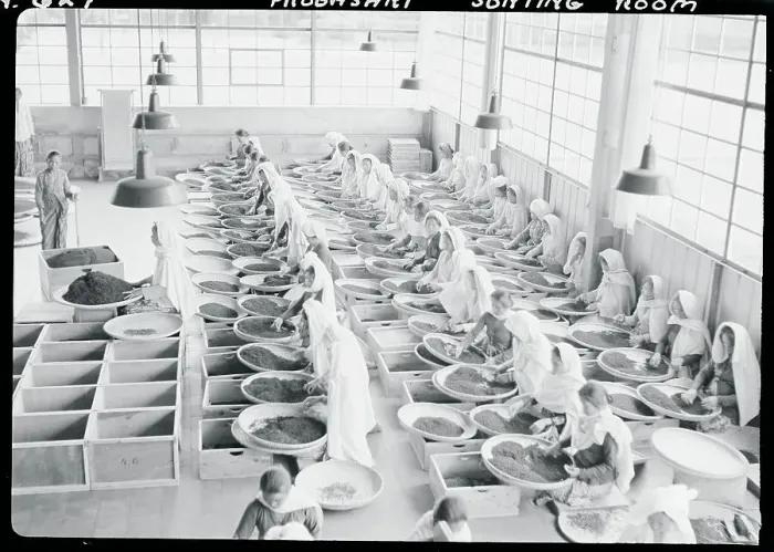 Framed Print : Sorting Room at Tea Factory Framed Print : Sorting Room at Tea Factory