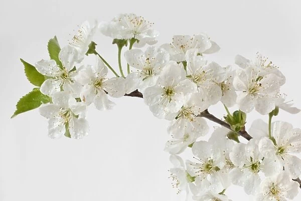 Sour Cherry -Prunus cerasus- blossoms