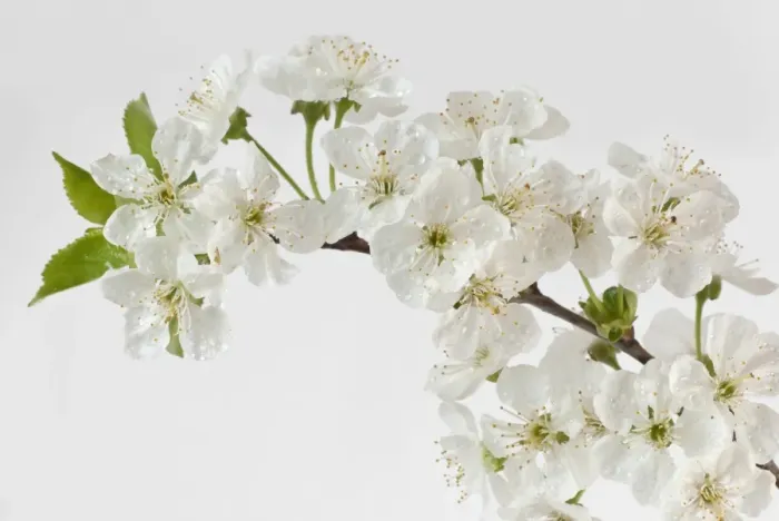 Framed Print : Sour Cherry -Prunus cerasus- blossoms Framed Print : Sour Cherry -Prunus cerasus- blossoms