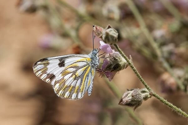 South African butterfly species, Meadow White -Pontia helice-, Hantam National Botanical Garden, Nieuwoudtville, Namaqualand, South Africa, Africa