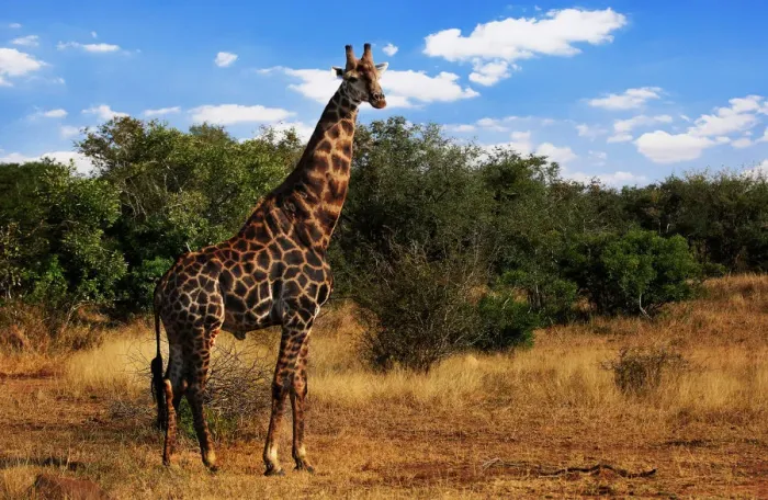 Framed Print : South African Giraffe, Kruger National Park, South Africa Framed Print : South African Giraffe, Kruger National Park, South Africa