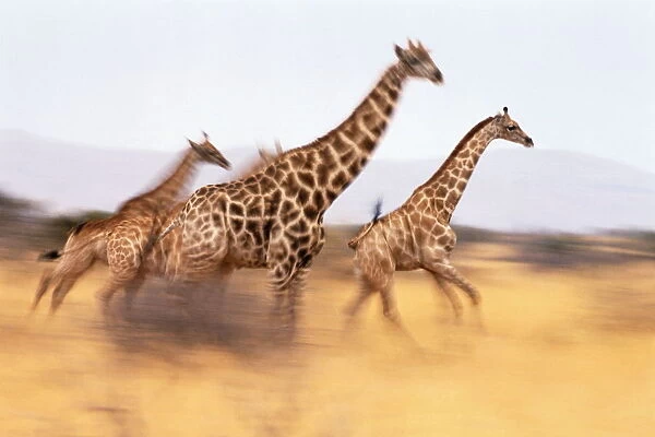 South African giraffes (Giraffa camelopardalis giraffa) running