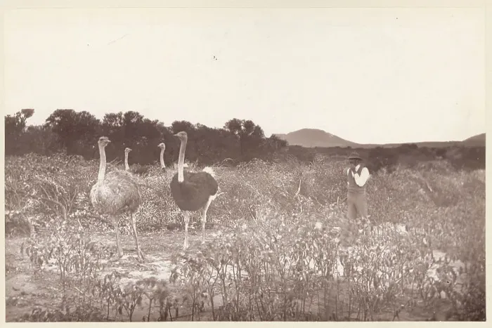 Framed Print : South African Ostrich Camp Framed Print : South African Ostrich Camp