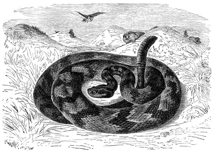 Framed Print : South American rattlesnake (Crotalus durissus)