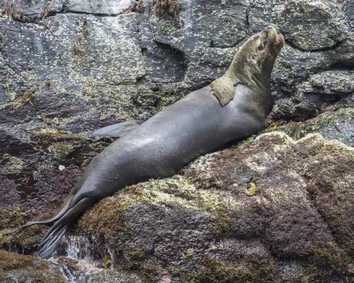 Framed Print : South American sea lion -Otaria flavescens-, Coquimbo Region, Chile Framed Print : South American sea lion -Otaria flavescens-, Coquimbo Region, Chile