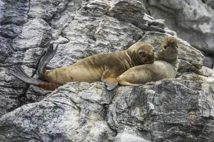 Framed Print : South American sea lions -Otaria flavescens-, Coquimbo Region, Chile Framed Print : South American sea lions -Otaria flavescens-, Coquimbo Region, Chile