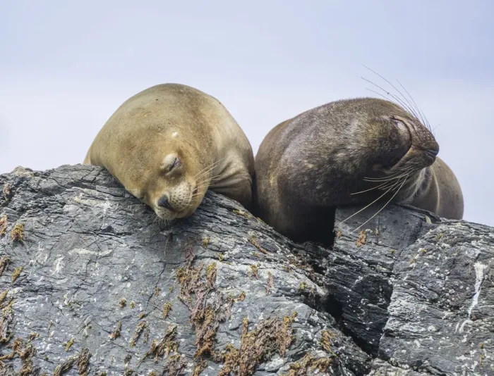 Framed Print : South American sea lions -Otaria flavescens-, Coquimbo Region, Chile Framed Print : South American sea lions -Otaria flavescens-, Coquimbo Region, Chile