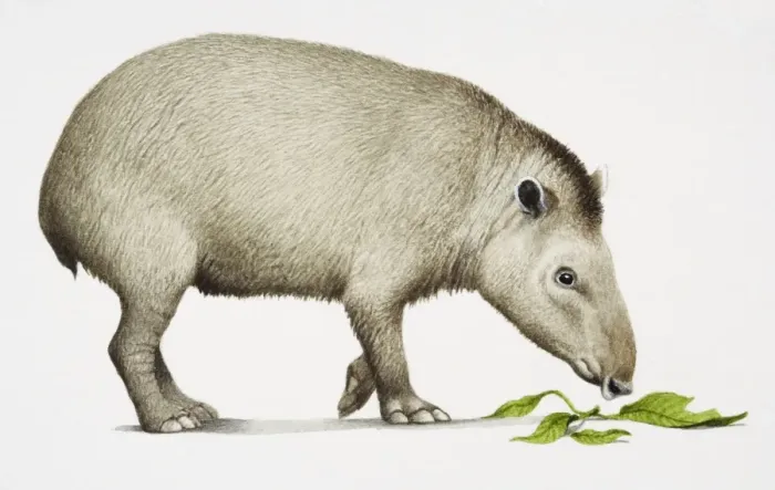 Framed Print : South American Tapir, Tapirus terrestris, side view, eating