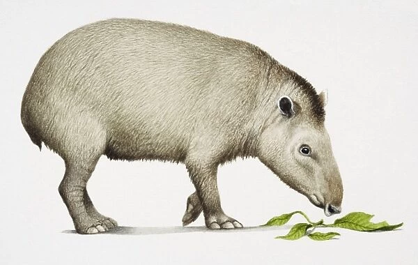 South American Tapir, Tapirus terrestris, side view, eating