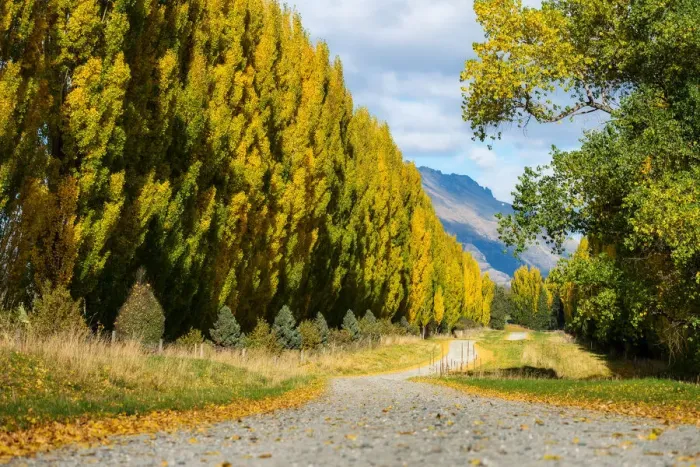 Framed Print : South, New Zealand in Autumn Season Framed Print : South, New Zealand in Autumn Season