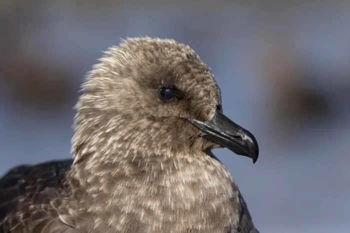 Framed Print : South Polar Skua -Stercorarius maccormicki-, portrait, with a visible third eyelid -plica semilunaris conjunctivae, membrane nicitans or palpebra tertiary-, Whalers Bay, Deception Island, South Shetland Islands, Antarctic Peninsula, Antarctica