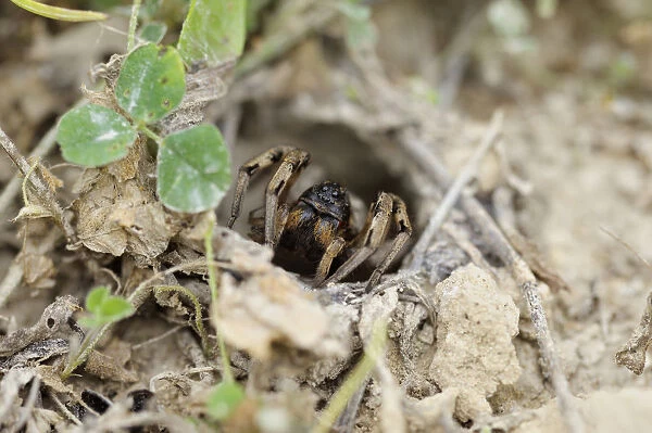 South Russian Tarantula -Lycosa singoriensis- looking out of its hole, Bulgaria