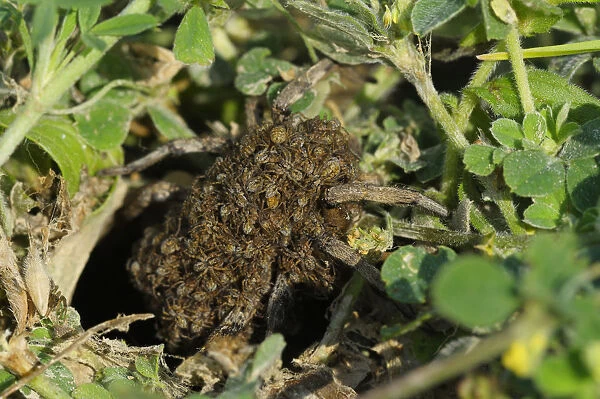 South Russian Tarantula -Lycosa singoriensis- carrying spiderlings on the back, Bulgaria
