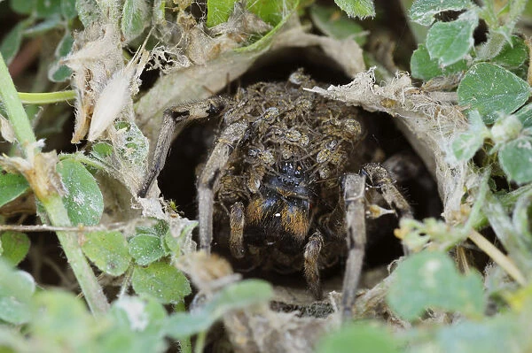South Russian Tarantula -Lycosa singoriensis- looking out of its hole, spiderlings on the back, Bulgaria