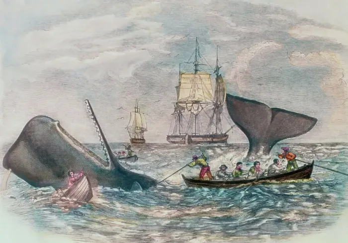 Framed Print : South Sea Whaling Framed Print : South Sea Whaling