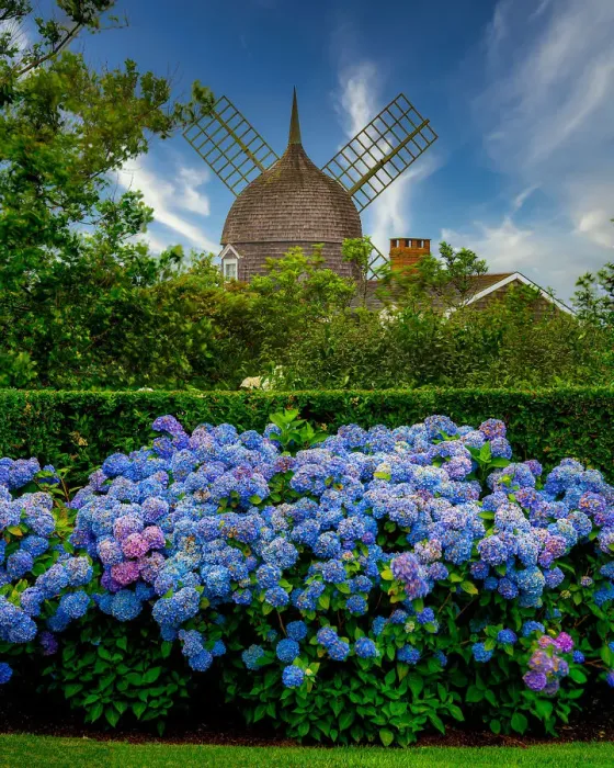 Framed Print : Southampton Summer Scenes with Windmill and Hydrangea in Bloom Framed Print : Southampton Summer Scenes with Windmill and Hydrangea in Bloom