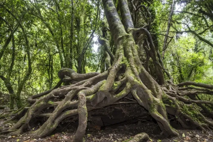 Framed Print : Southern Beech -Nothofagus- with a branched root system, Puyehue National Park, Los Lagos Region, Chile Framed Print : Southern Beech -Nothofagus- with a branched root system, Puyehue National Park, Los Lagos Region, Chile