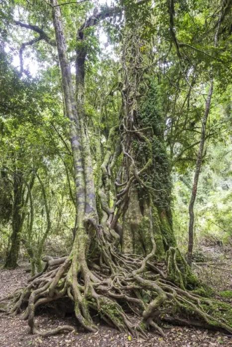 Framed Print : Southern Beech -Nothofagus- with a branched root system, Puyehue National Park, Los Lagos Region, Chile Framed Print : Southern Beech -Nothofagus- with a branched root system, Puyehue National Park, Los Lagos Region, Chile