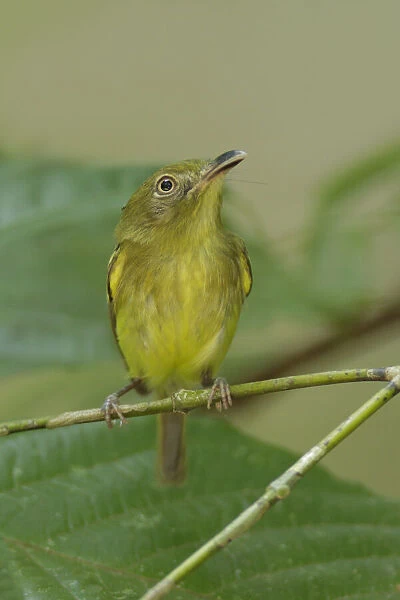 Southern Bentbill (Oncostoma olivaceum)