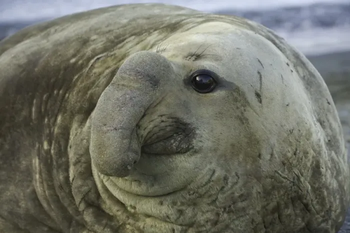 Framed Print : Southern elephant seal bull on beach Framed Print : Southern elephant seal bull on beach