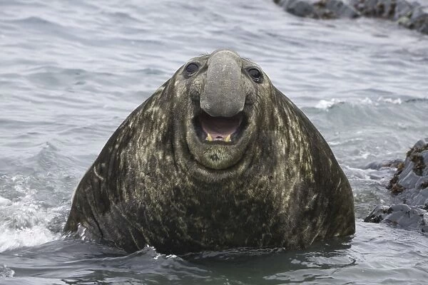 Southern elephant seal bull emerging from sea