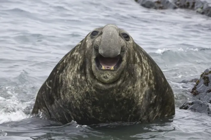 Framed Print : Southern elephant seal bull emerging from sea Framed Print : Southern elephant seal bull emerging from sea