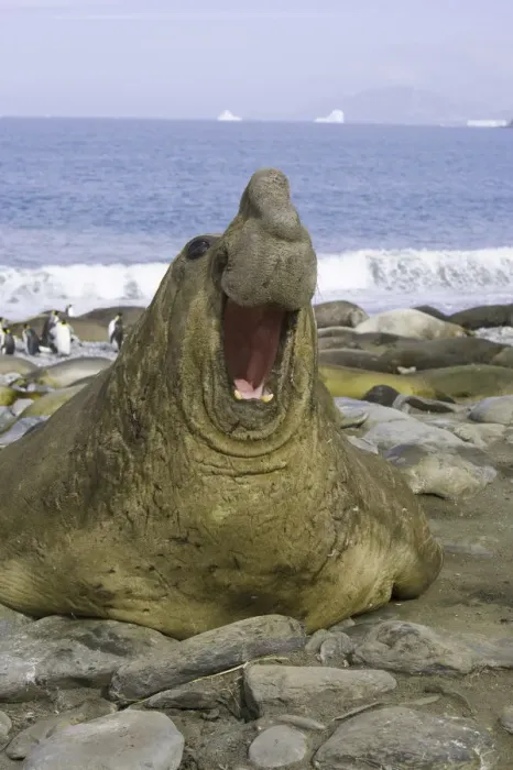 Framed Print : Southern elephant seal bull roaring