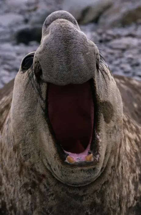 Framed Print : Southern Elephant Seal (Mirounga leonina), South Georgia Island